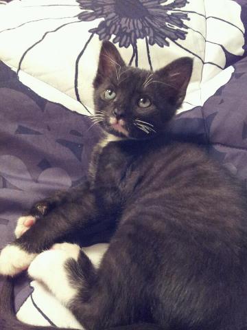 Binx