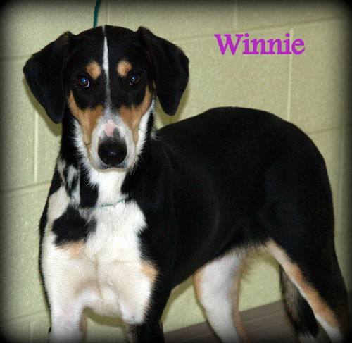 Winnie