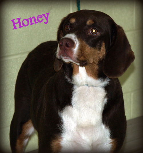 Honey