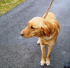 Rex