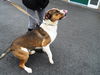 Rocco