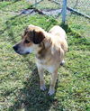 Sawyer