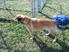 Sawyer