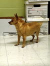 Scooby