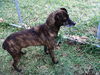 Oddie