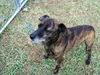 Oddie