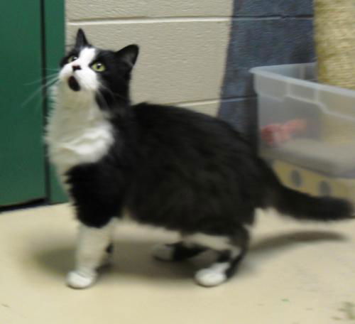 Figaro