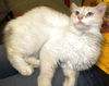 FluffnPuff