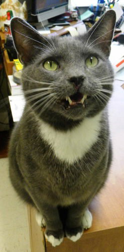 Otis