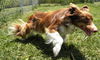 Ottis