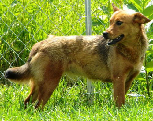 Roan