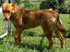 Roan