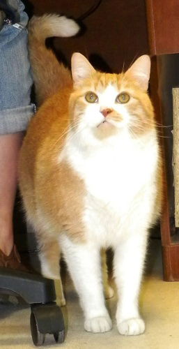 Garfield