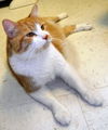 Garfield