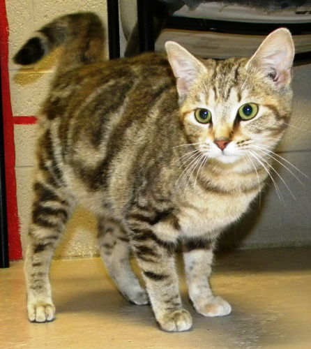 Savannah