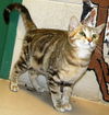 Savannah