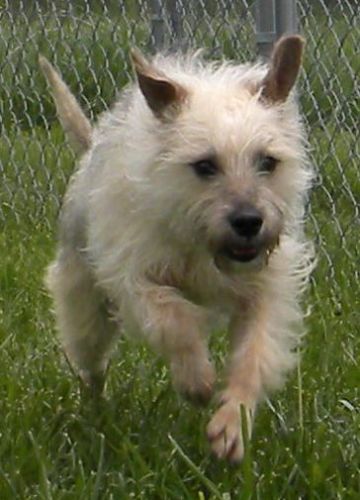 Albert