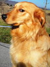Sadie