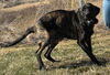 Zena