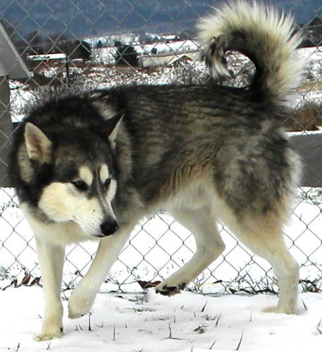 Denali