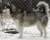 Denali