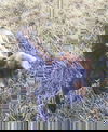 Fresca