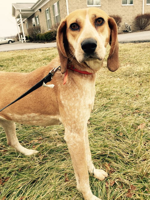 Darcy
