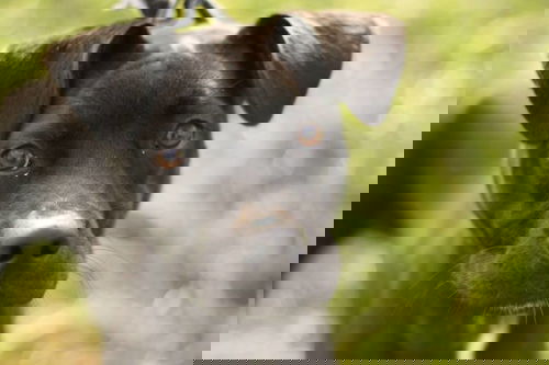 Darius