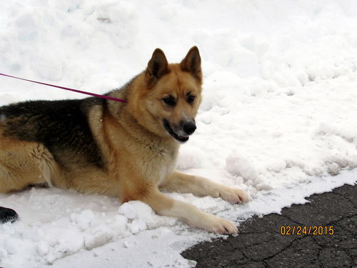 Shasta