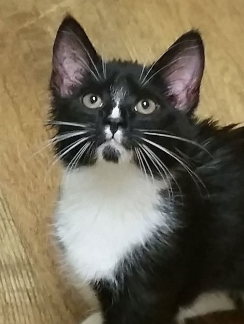 Finley