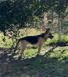adoptable Dog in winston salem, NC named Ada