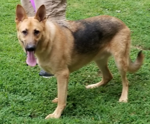 TITAN - German Shepherd Dog for adoption in Winston-Salem