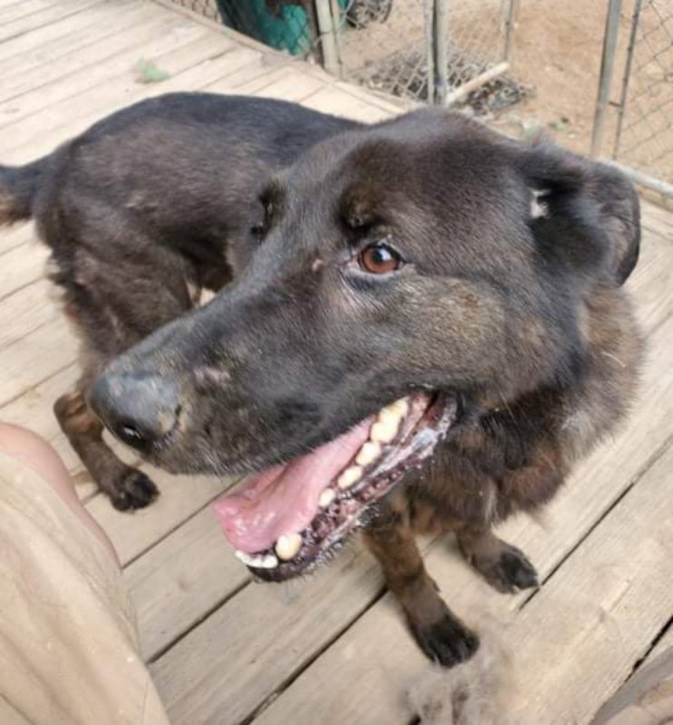 adoptable Dog in Winston Salem, NC named Bear