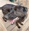 adoptable Dog in Salem, IN named Bear