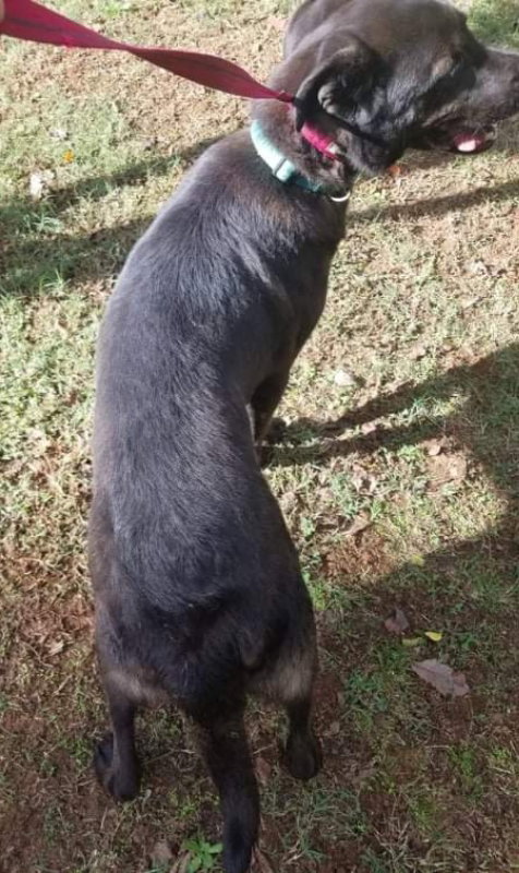 Bear photo 7