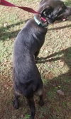 Bear - Photo 11