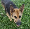Senator ("Torrey") - Photo 2