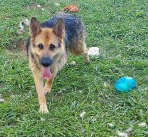 SENATOR ("TORREY") - German Shepherd Dog / Siberian Husky for adoption in Winston-Salem