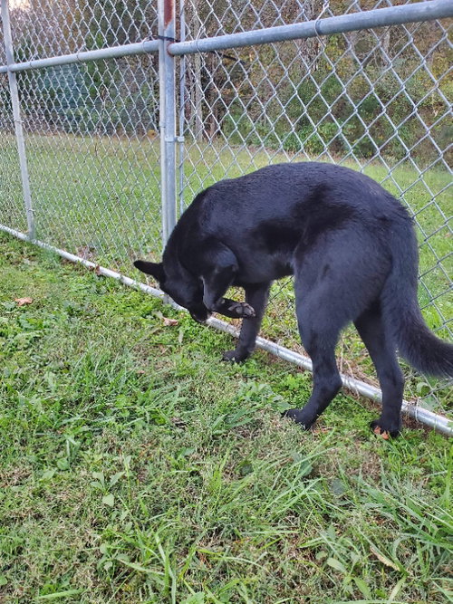 ROXIE - German Shepherd Dog / Husky available for adoption