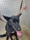 Roxie - Photo 4
