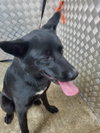 Roxie - Photo 5