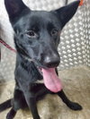 Roxie - Photo 6