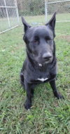 Roxie - Photo 9