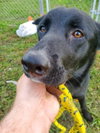 Roxie - Photo 10