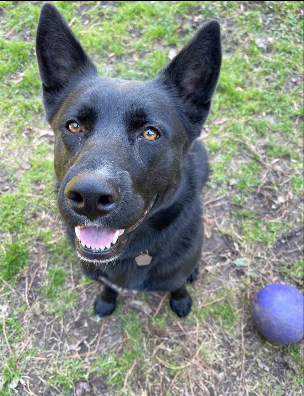 adoptable Dog in Winston Salem, NC named Roxie