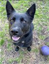 adoptable Dog in salem, WI named Roxie