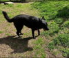 Roxie - Photo 11