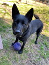 Roxie - Photo 12