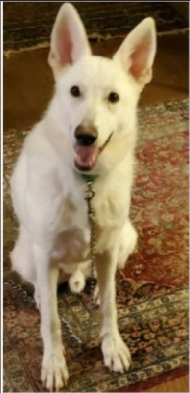 JUNIOR - White German Shepherd for adoption in Winston-Salem