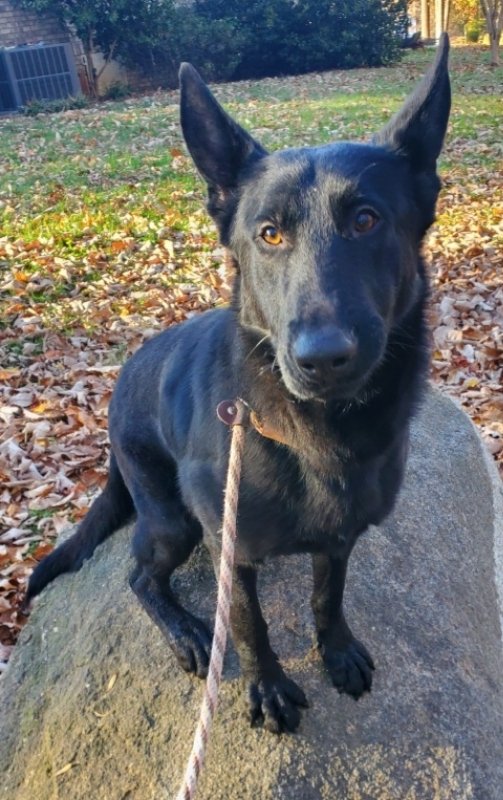 adoptable Dog in Winston Salem, NC named Elijah